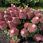 Hortenzia metlinatá (Hydrangea paniculata) ´LIVING RED VELVET®´ by LIVING CREATIONS® - výška 20-30 cm, kont. C1,5L